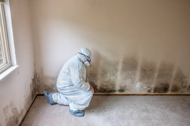 Best Insurance-Related Mold Remediation in Edwardsville, KS